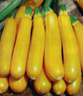 2 Zucchini live plants  in a 4”pot / organically grown from non-GMO