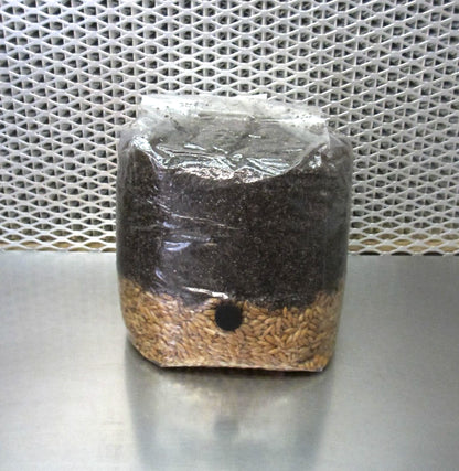 All In One LARGE 4 LB Mushroom Grow Bag - Dung Lovers Substrate & Injection Port