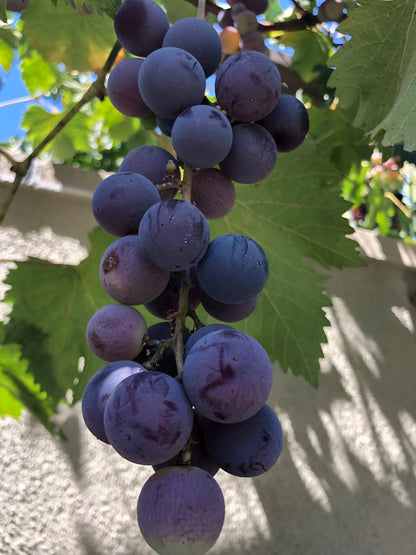 2 Organic Purple Kyoho Grape Vine cuttings for propagation
