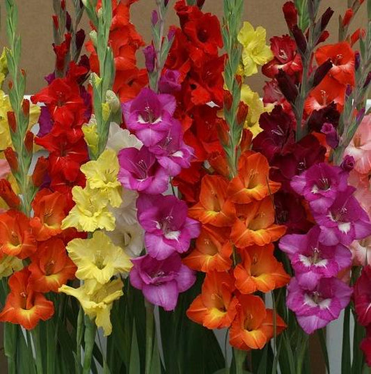 Gladiolus Rainbow Mixture – Large Flowering Bulbs – 10 Bulbs Size 14/16 cm – Assorted Colors Gladiolus Bulbs