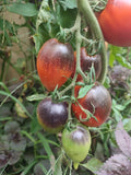 Pascal di Picardie tomato seeds