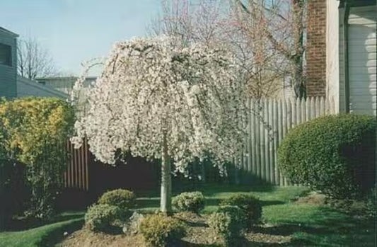 Weeping Cherry Tree 6-12" tall 3" pot