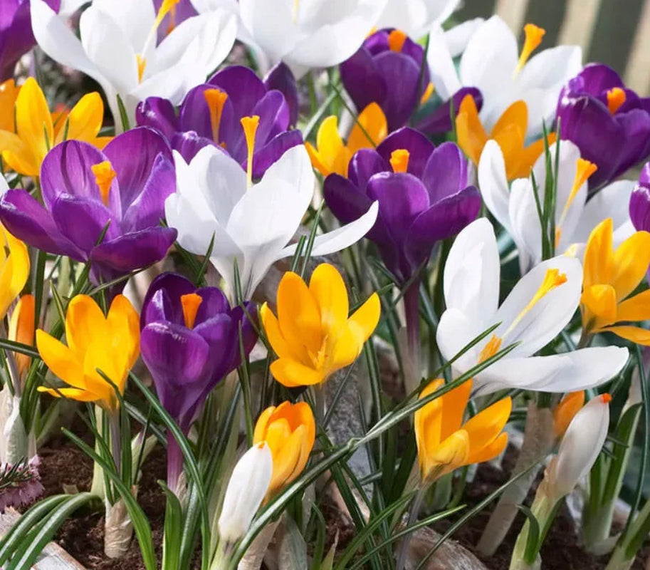 5 Perennial Bulbs Crocus Large Flowering 'Stunning Colors' - Deer Resistant - Indoor Garden - Spring Flowers Grow Outside or Force Inside.