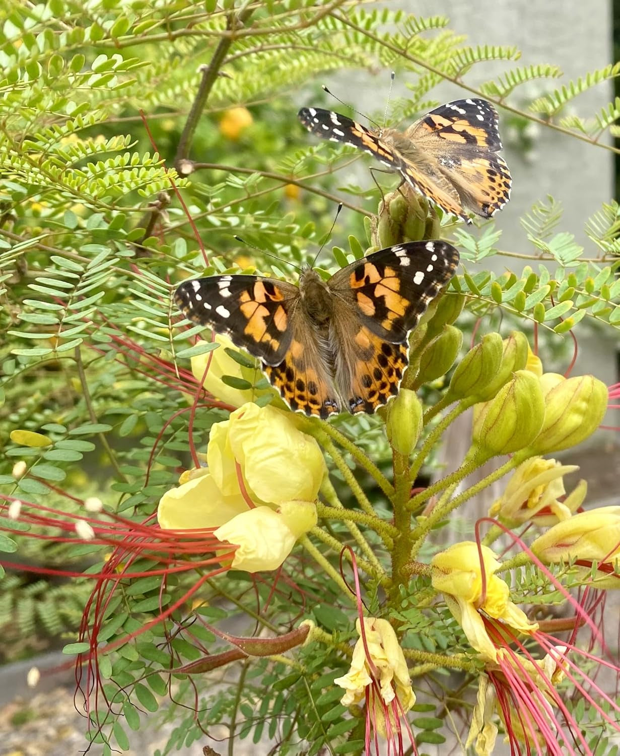 Butterfly Garden Home School Kit | Live Cup of Caterpillars | Ultra-Clear Observation Dome | Fold-Out Life Cycle Panel | STEM Butterfly Journal | Raise Painted Lady Butterflies