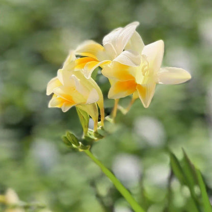 Freesia Heirloom Antique Alba 15 Flower Bulbs, Fragrant Spring Blooms Full Sun Outdoor Zones 9-11