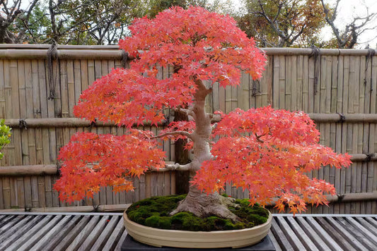 Japanese Maple Bonsai Tree Seeds, Tiny Tree, Inside