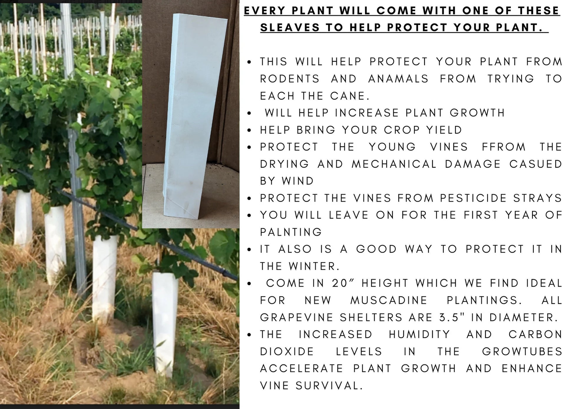 EDELWEISS Grape Vine - 1 Bare Root Live Plant - Buy 4 Get 1 Free! - PREORDER April shipping!