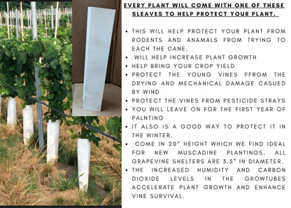 EDELWEISS Grape Vine - 1 Bare Root Live Plant - Buy 4 Get 1 Free! - PREORDER April shipping!