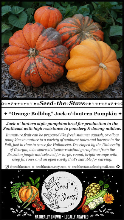 10 'Orange Bulldog Pumpkin' Seeds, Disease Resistant Jack-o’-lantern, Cucurbita maxima, University of Georgia Pumpkin Seeds, Seed The Stars