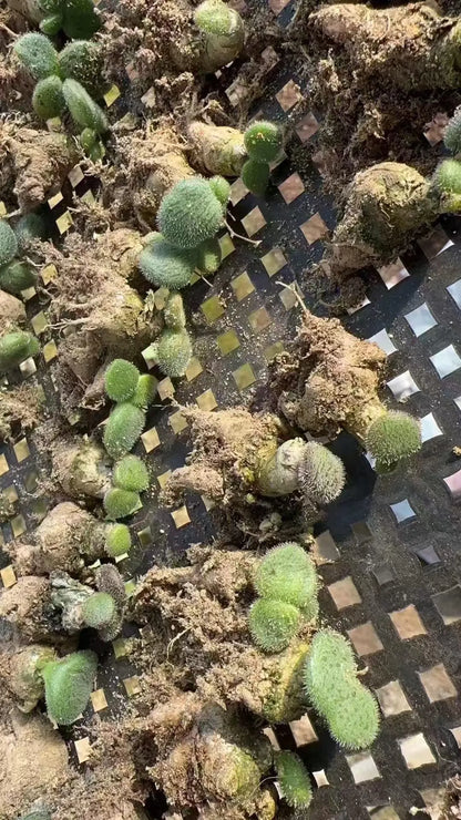 Tylecodon l Rare Succulent | Caudex Plant for Collectors | Unique Bonsai-Style Specimen | No Leaf