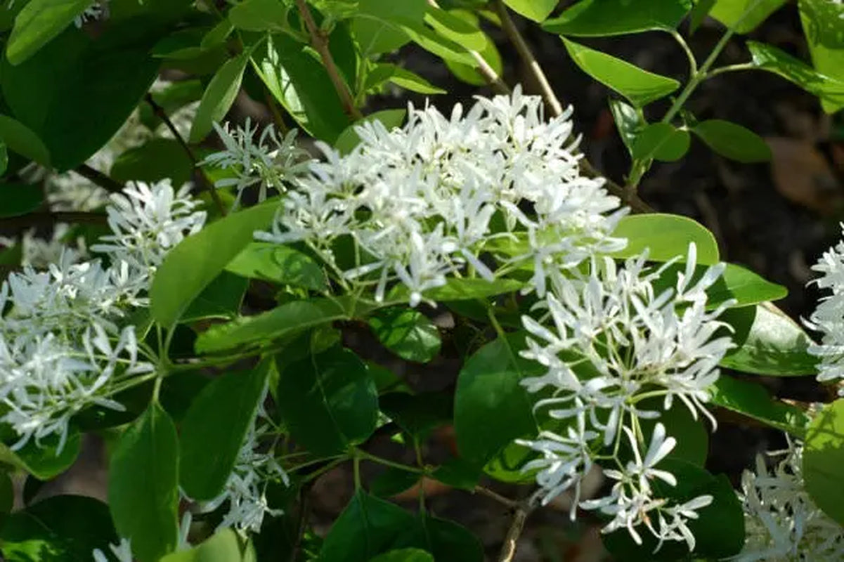 White Fringe tree qt. pot Grancy Graybeard Chionanthus virginicus