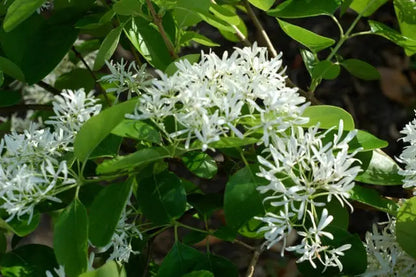 White Fringe tree qt. pot Grancy Graybeard Chionanthus virginicus