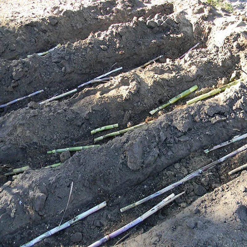 2x Red Stripe Sugar Cane Cuttings, Live 10 inch pieces,  Cana Dulce,  Edible and easy to grow. Free 3 day priority shipping included.