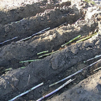 2x Red Stripe Sugar Cane Cuttings, Live 10 inch pieces,  Cana Dulce,  Edible and easy to grow. Free 3 day priority shipping included.