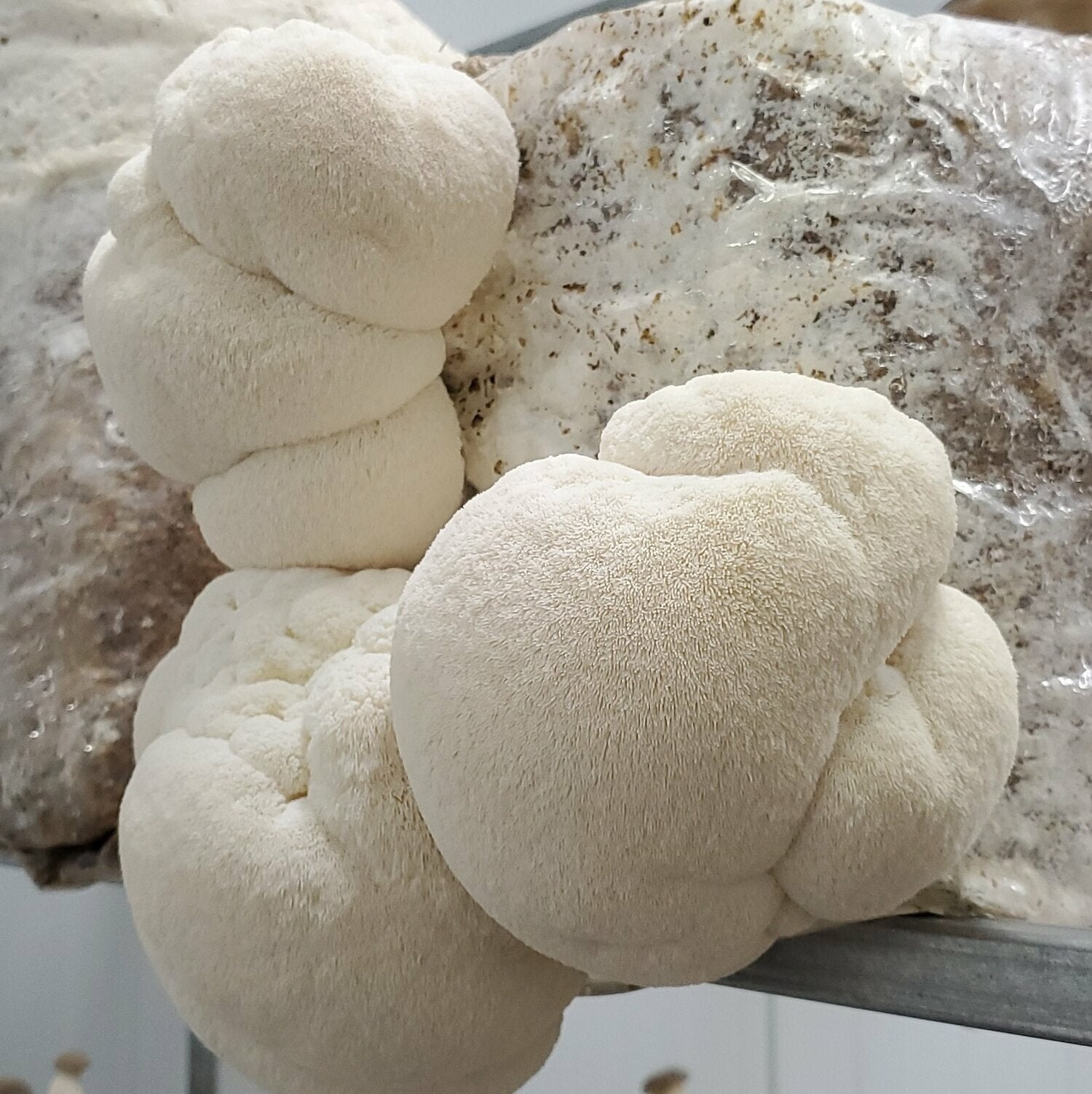 Lion's Mane Mushroom Grow Kit Ready to Grow! 5.5lb Pound Block