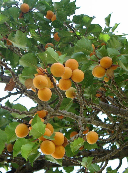 APRICOT TREE CUTTINGS [Rooting/Grafting]