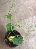 a CHAYOTE live plant in a  5”pot /large fruit/Sechium Edule  organic