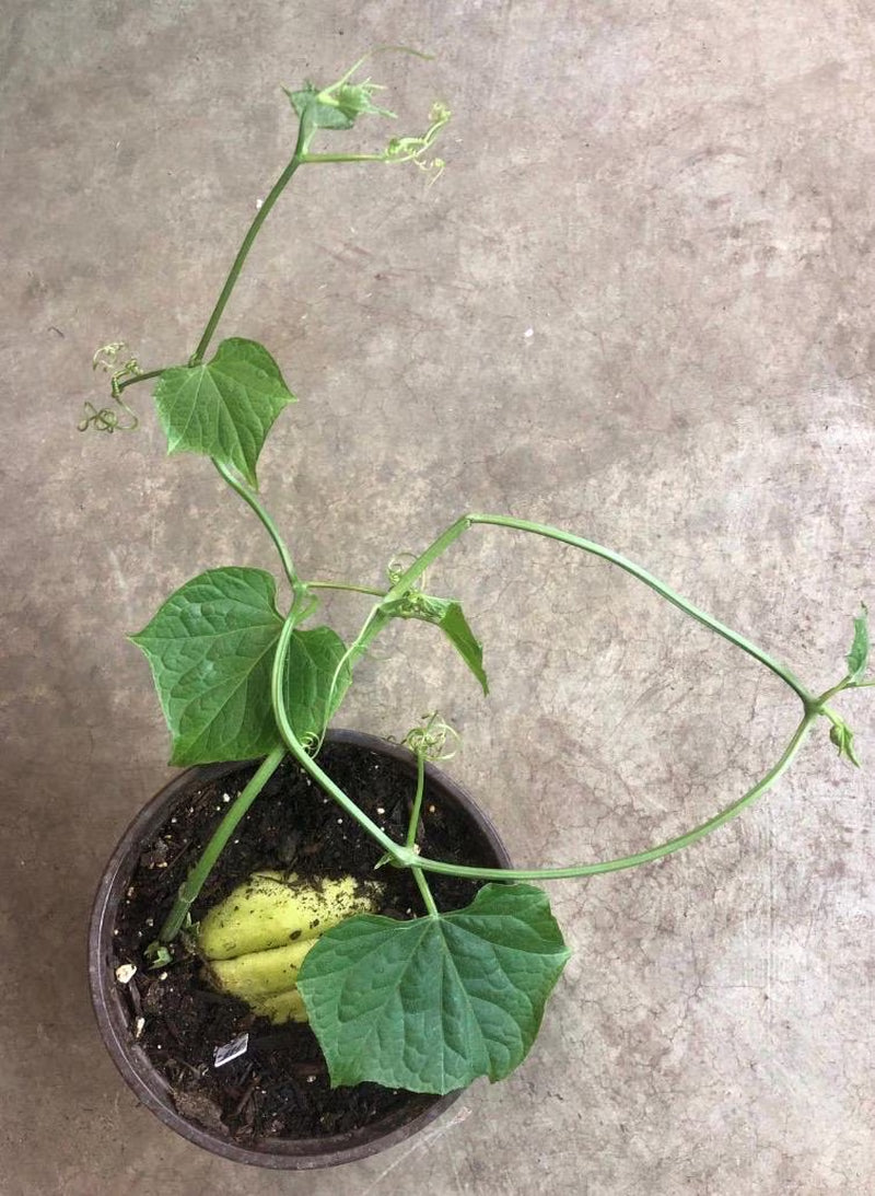 a CHAYOTE live plant in a  5”pot /large fruit/Sechium Edule  organic