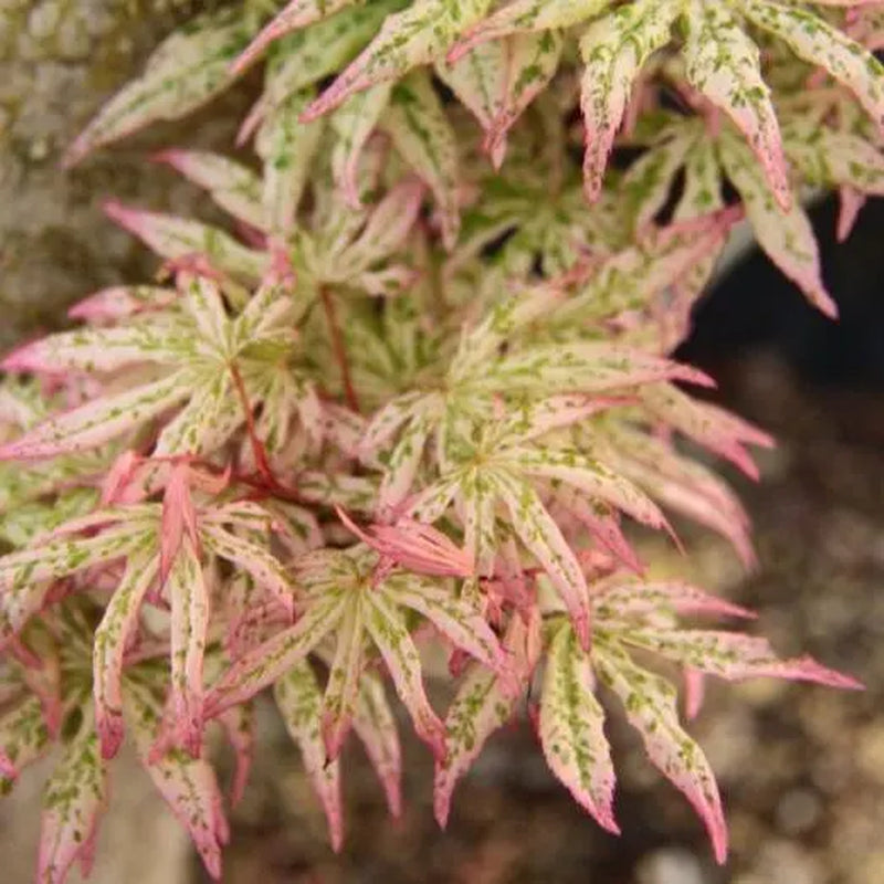 15 Ukigumo Japanese Maple Tree SEEDS Variegated Japanese Maple  Acer Palmatum Bonsai Tree Floating Cloud Japanese Maple