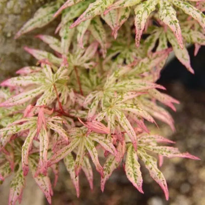 15 Ukigumo Japanese Maple Tree SEEDS Variegated Japanese Maple  Acer Palmatum Bonsai Tree Floating Cloud Japanese Maple