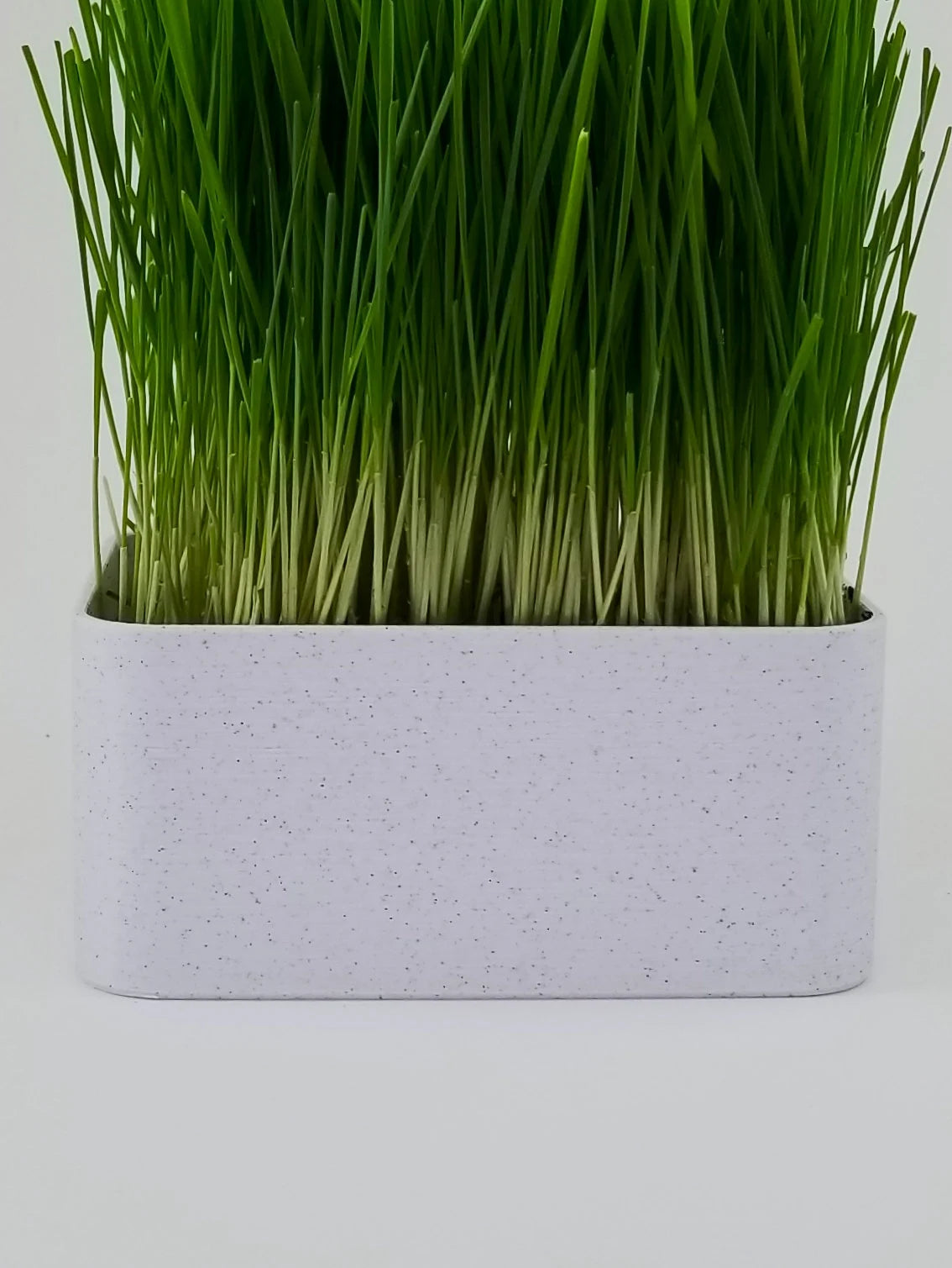Organic Wheat Grass Grow Kit - Easy Grow Wheat Grass with Decorative Planter