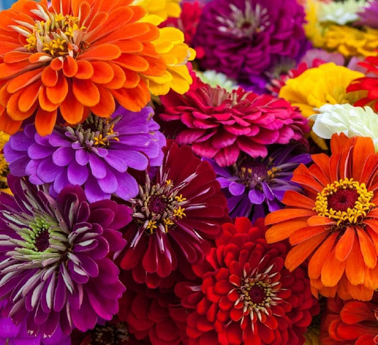 Zinnia Seeds for Planting – Non-Gmo Heirloom Zinnia Flower Seeds – Full Instruction Packets to Plant in Your Home Outdoor Garden – Gardening Gift – 50 California Giant Zinnia Seeds (1 Packet)