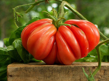 Zapotec ruffled tomato, rare Mexican heirloom, 10 seeds, loves dry heat, sweet flavor, scalloped slices, drought tolerant