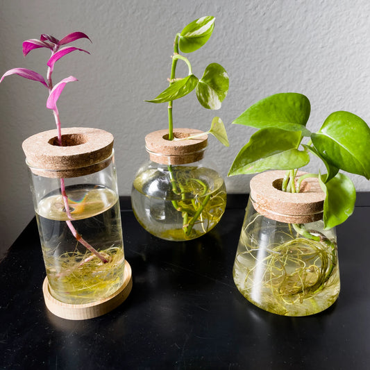 Propagation Jar Hydroponic Vase Cork Lid Plant Terrarium