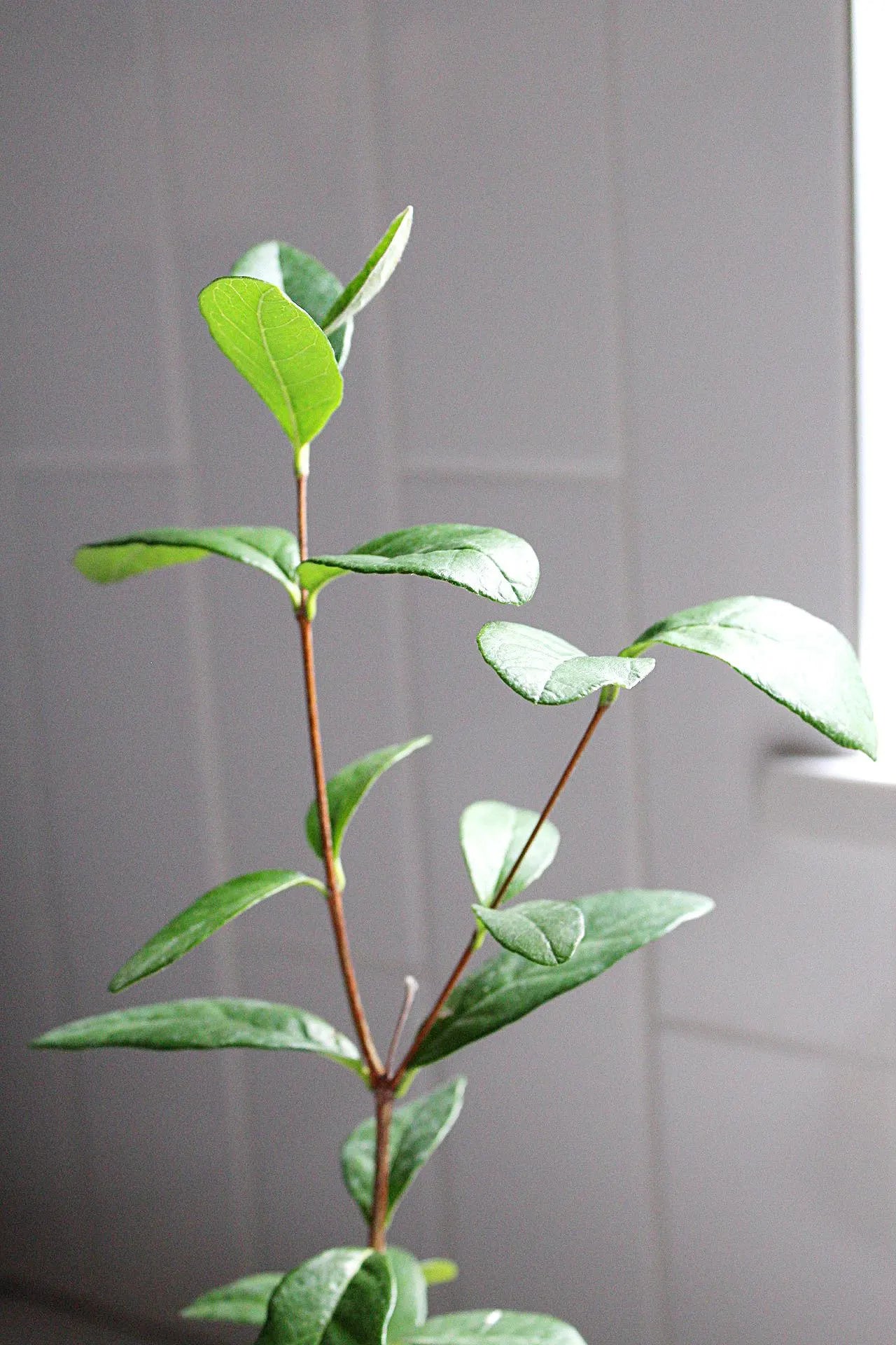 Pineapple Guava Plant Tropical Evergreen Shrub Edible Fruit Garden Plant Flowering Plant Edible Landscaping Live Plant Starter Plant Potted