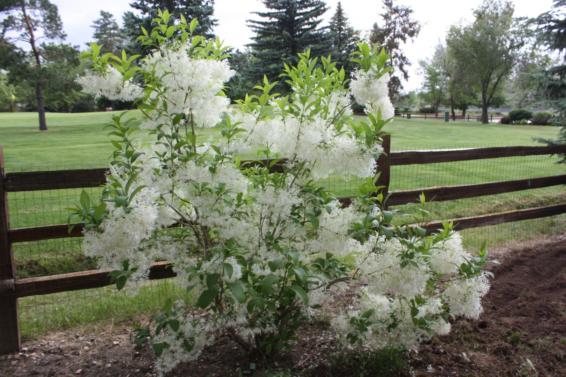 White Fringe tree qt. pot Grancy Graybeard Chionanthus virginicus