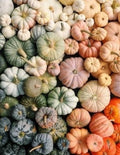 Rainbow Blend of Colorful Pumpkin Seeds: 10+ Uncommon Varieties (50+ Seeds)