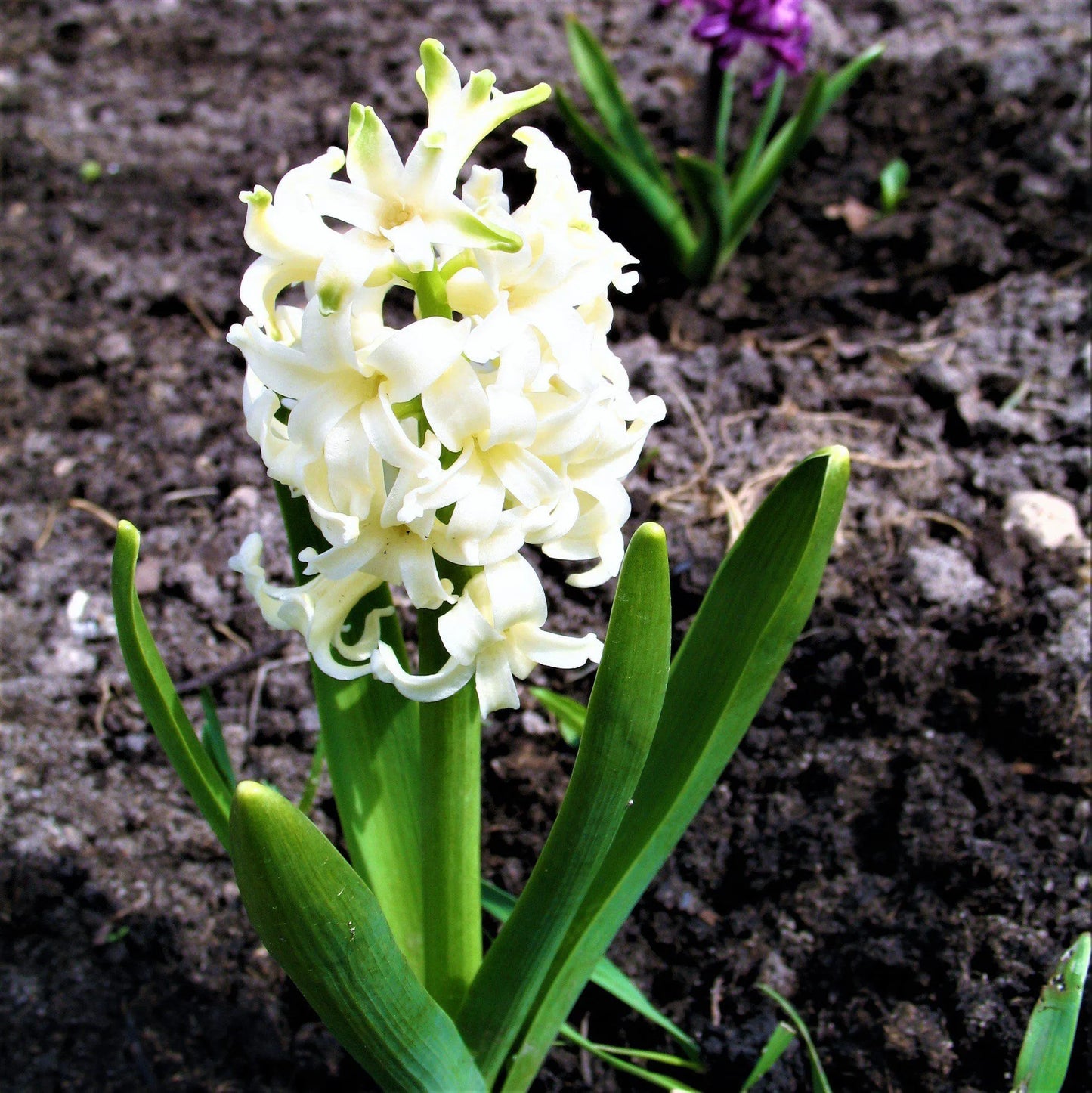 Hyacinth White Pearl 10 Flower Bulbs, Fragrant Spring Blooms Sun Outdoor Zones 4-8