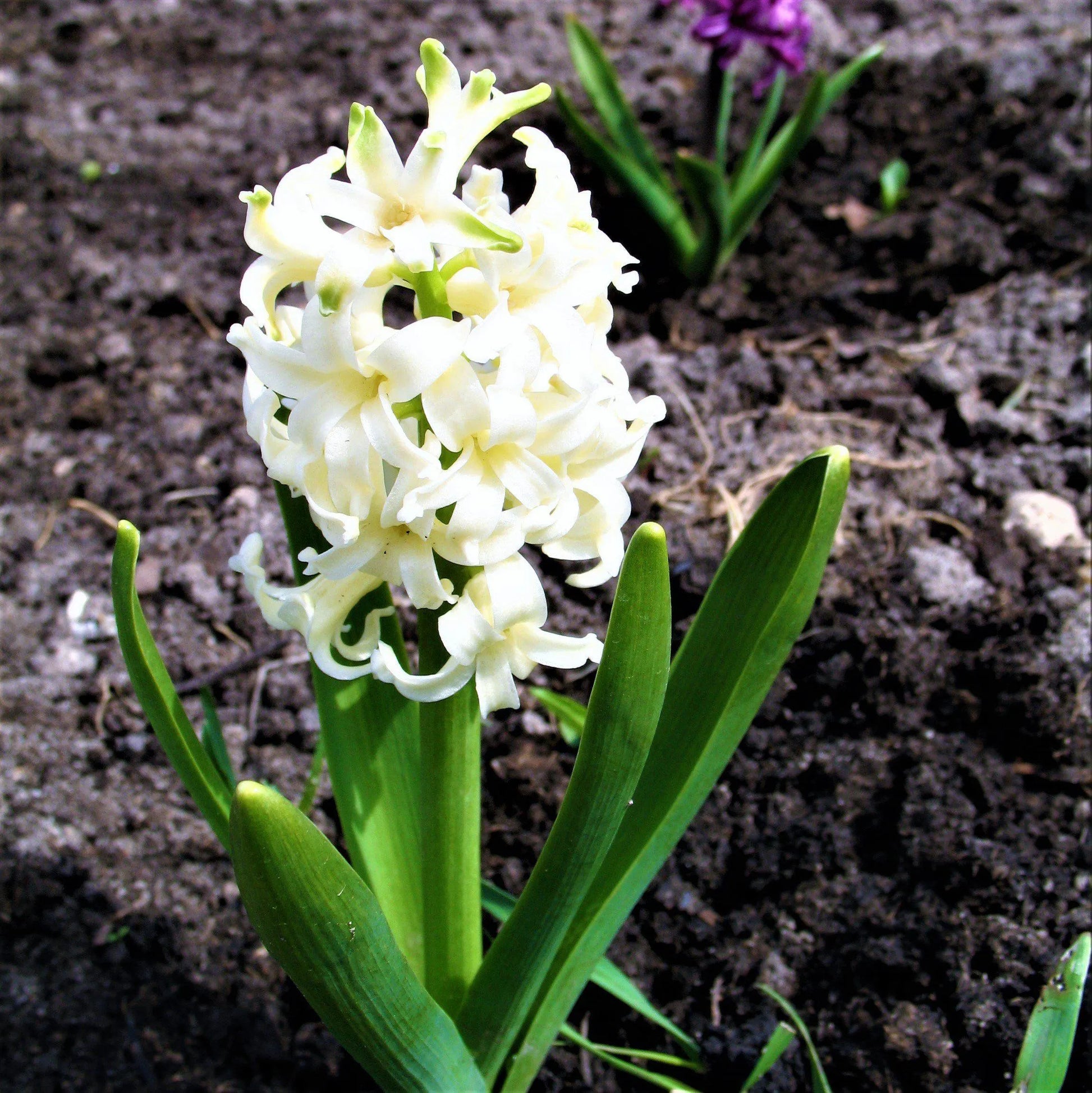 Hyacinth White Pearl 10 Flower Bulbs, Fragrant Spring Blooms Sun Outdoor Zones 4-8