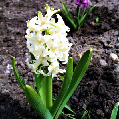 Hyacinth White Pearl 10 Flower Bulbs, Fragrant Spring Blooms Sun Outdoor Zones 4-8