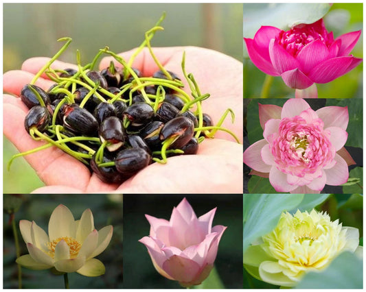 Mixed Mini Bonsai Lotus Seeds, Lotus Lily, Nelumbo Nucifera, Pond Lotus, Zen Gardens and Home Decor