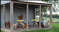 Chicken Swing Poultry Run Rooster Hens Chicks Pet Parrots Entertainment cooped up/unable to free range due to weather/predators/ordinances