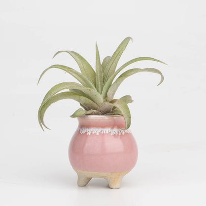 Mini size ceramic planter set, air plant pot, baby lithops pot, cactus pot, succulent pot, minimalist pot, thick pot, indoor planting pot