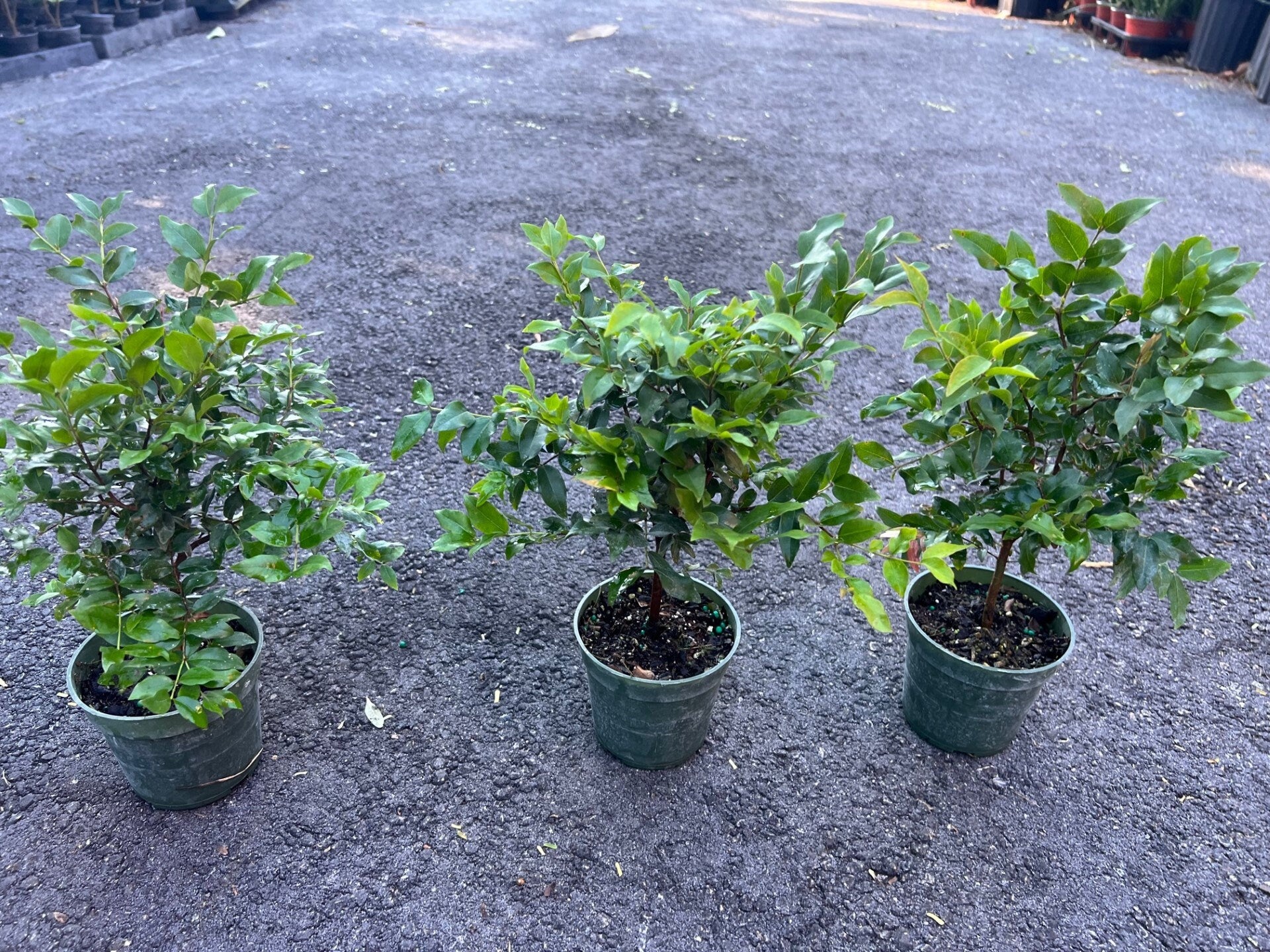 Myrciaria cauliflora Precoce dwarf Jaboticaba Fruit Tree in 4" Pot