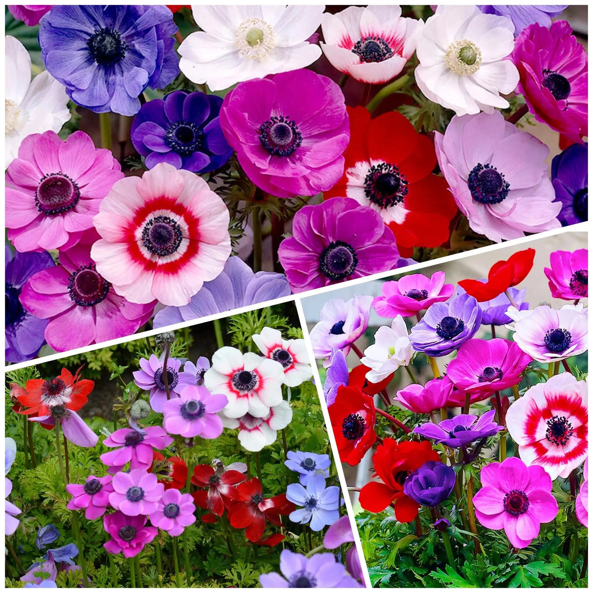 100 Bulbs | Mixed Anemone De Caen Bulbs, Windflower Daisy Poppy-Style Blooms, Cut Flower Favorite, Spring Garden Flowers USA
