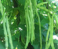 2 green beans plants in a 4