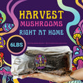 6lbs All-in-One Mushroom Grow Kit in a Bag | HUGE FLUSHES | Easy to Use