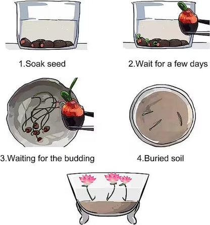 15pcs Germinated Lotus Seeds, Ready to Plant - Mixed Color Bonsai Bowl Lotus for Indoor & Outdoor Aquatic Gardens
