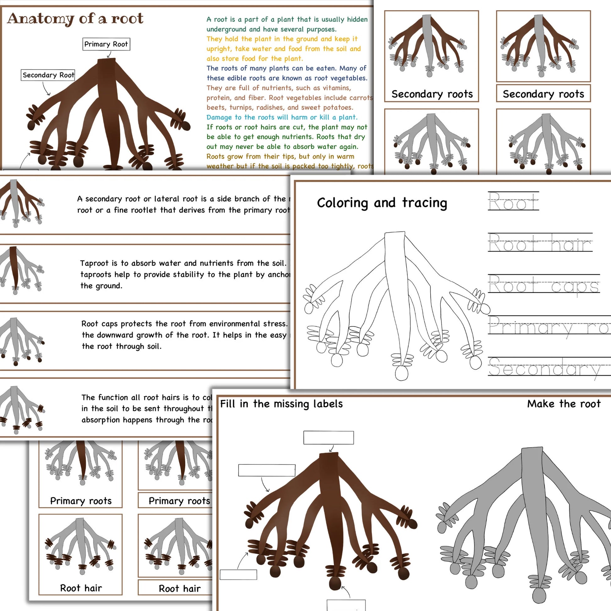 Garden unit study, Roots  anatomy, seed anatomy, soil layers, roots montessori 3 part cards, types of soil,germination activity, spring unit