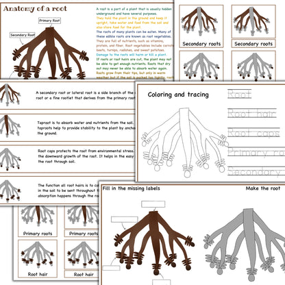 Garden unit study, Roots  anatomy, seed anatomy, soil layers, roots montessori 3 part cards, types of soil,germination activity, spring unit