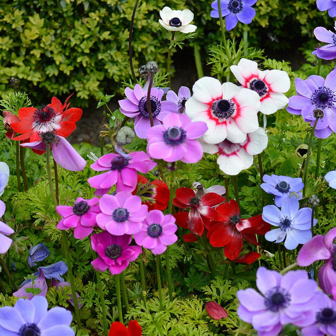 100 Bulbs | Mixed Anemone De Caen Bulbs, Windflower Daisy Poppy-Style Blooms, Cut Flower Favorite, Spring Garden Flowers USA