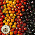 Rainbow Mix Cherry Tomato Seeds, Red, Orange, Yellow, Black, Solanum Lycopersicum LY2825