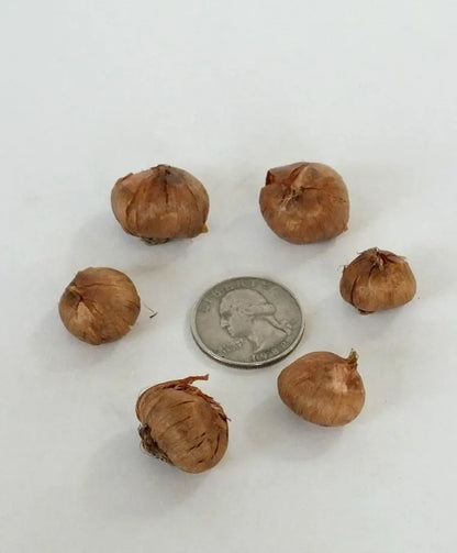 30 Species Crocus Bulbs Mix-Snow Crocus (Pack of 30 Bulbs) Perennial, Zones: 4-9, Deer Resistant