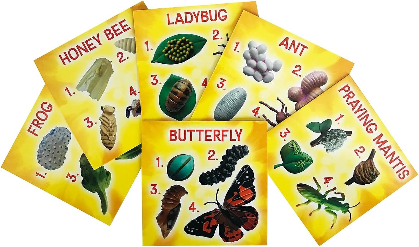 's Life Cycle Figurines 24 Pc Set | Butterfly, Ladybug, Frog, Honey Bee, Ant and Praying Mantis | 4 Stages Per Insect, 24 Figurines Total