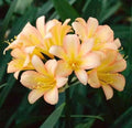 A Clivia miniata plant in 6” pots/ two options- orange-red flowers/ yellow flowers/ beautiful flowers