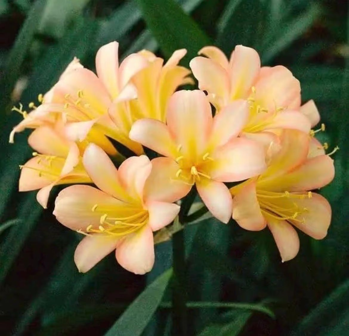 A Clivia miniata plant in 6” pots/ two options- orange-red flowers/ yellow flowers/ beautiful flowers
